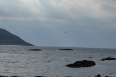 Adler-im-Anflug